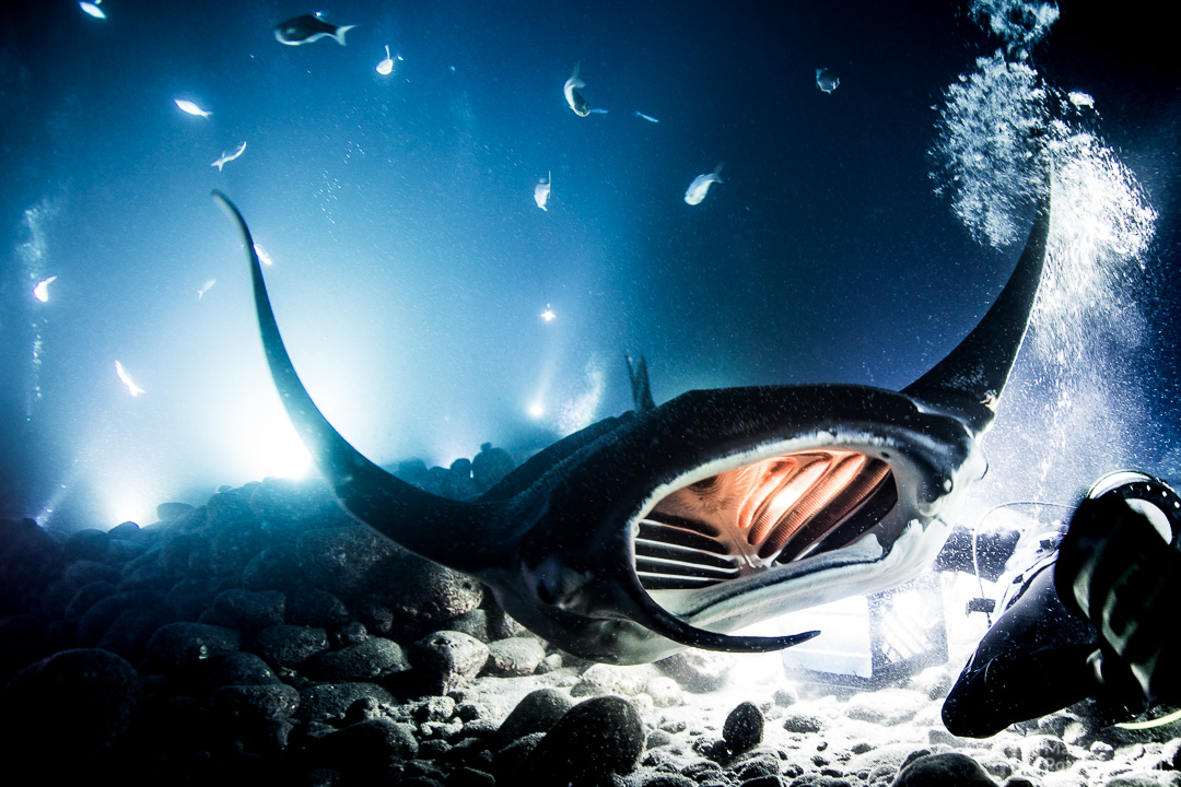 Manta Rays of Hawaii